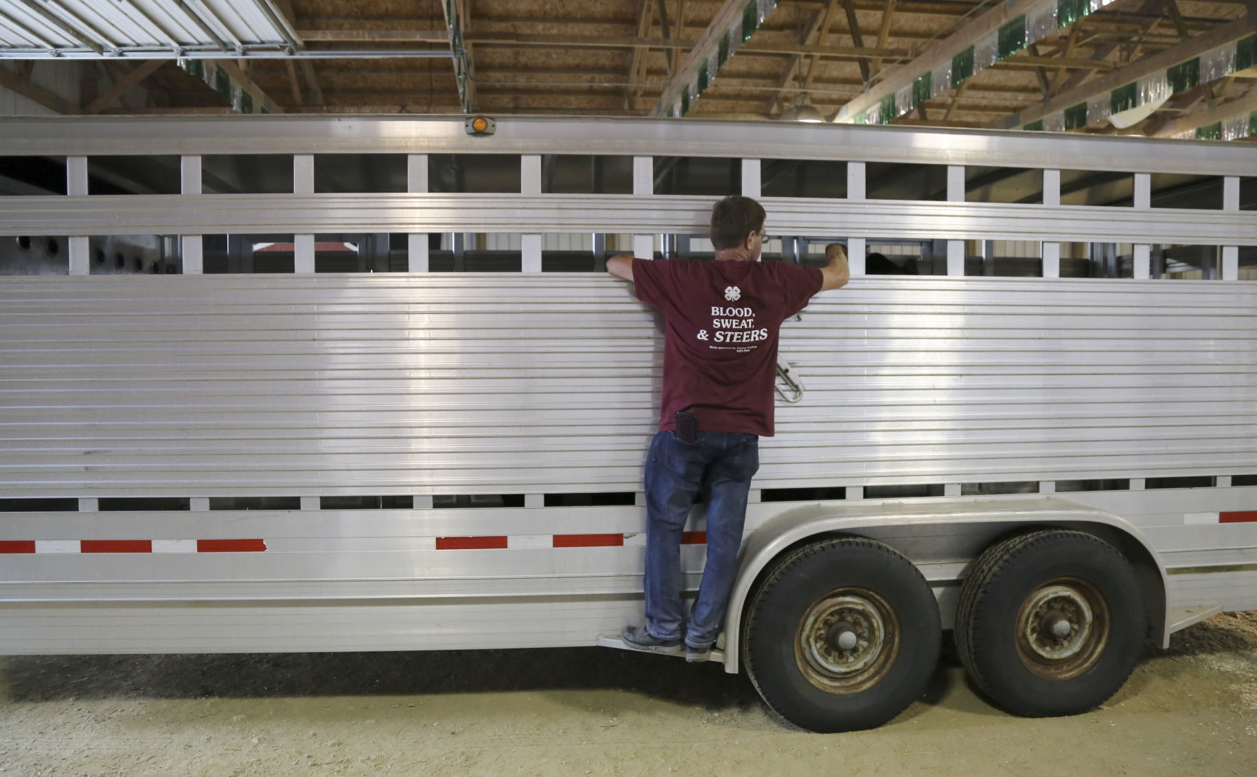 4-H livestock